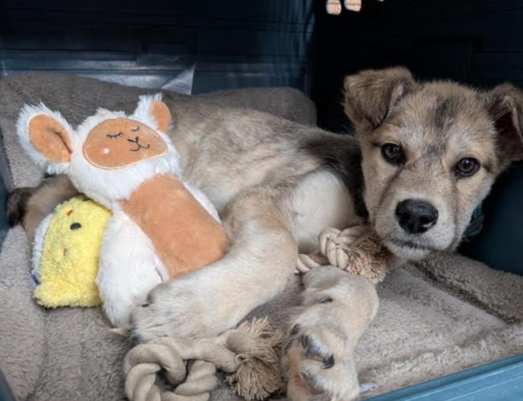 Enlarge Stella, a ADOPTABLE mixed breed in Calgary, AB image 4/6