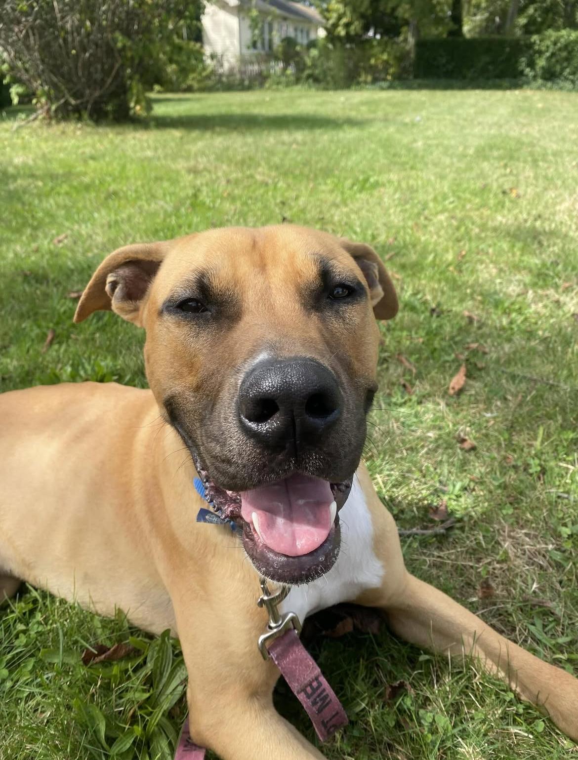 Enlarge Kane, a Adoptable mixed breed in Southold, NY image 1/1