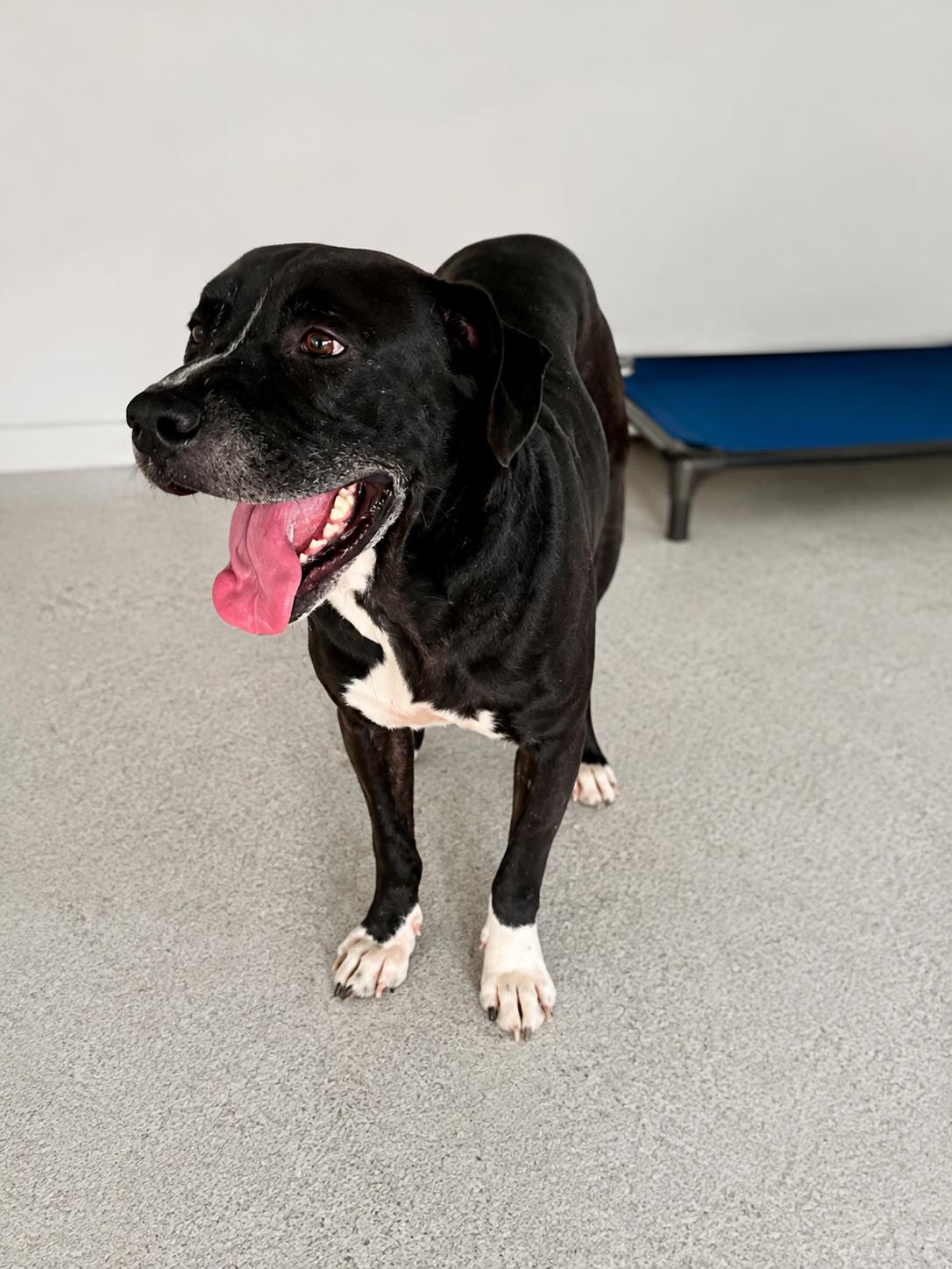 Chopper, ADOPTABLE, Adult Male Mixed Breed.