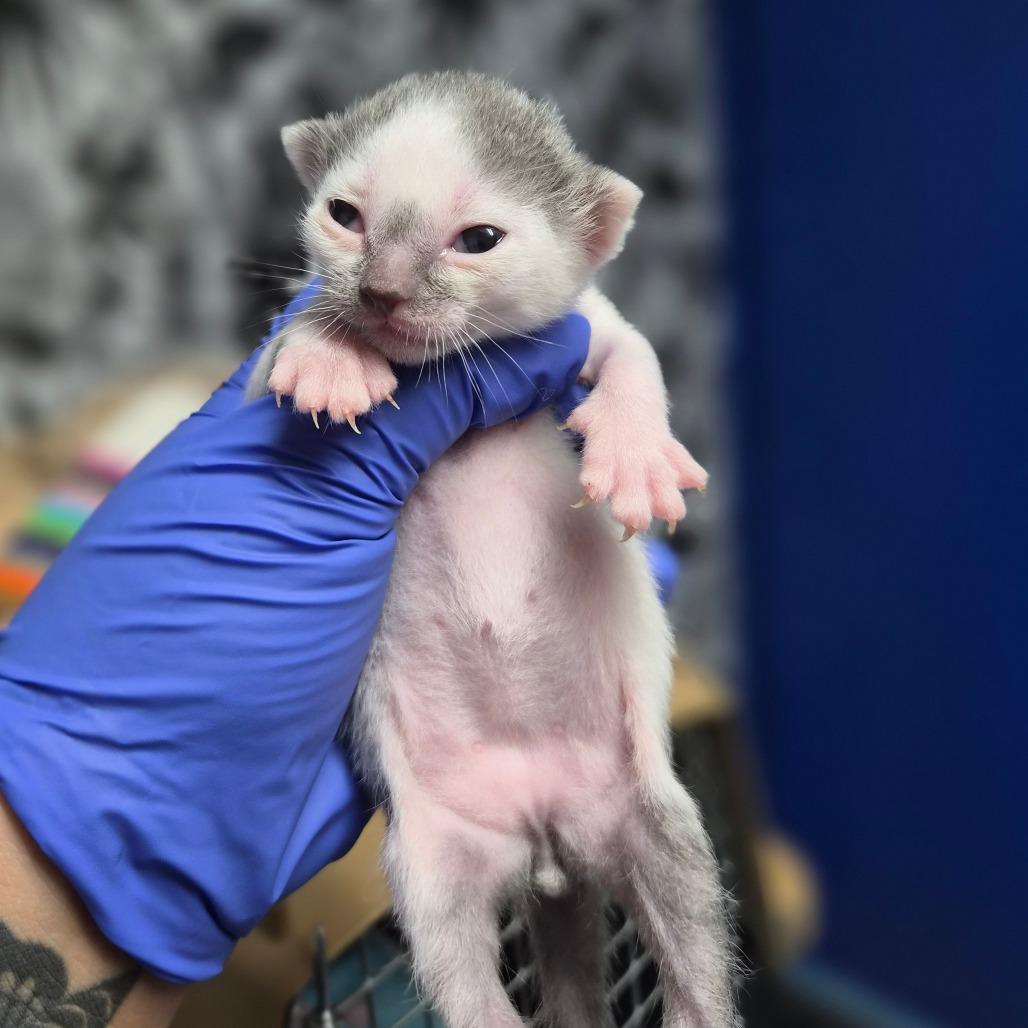 Enlarge Old Spice (green collar), a Adoptable Domestic Short Hair in Wahiawa, HI image 1/1