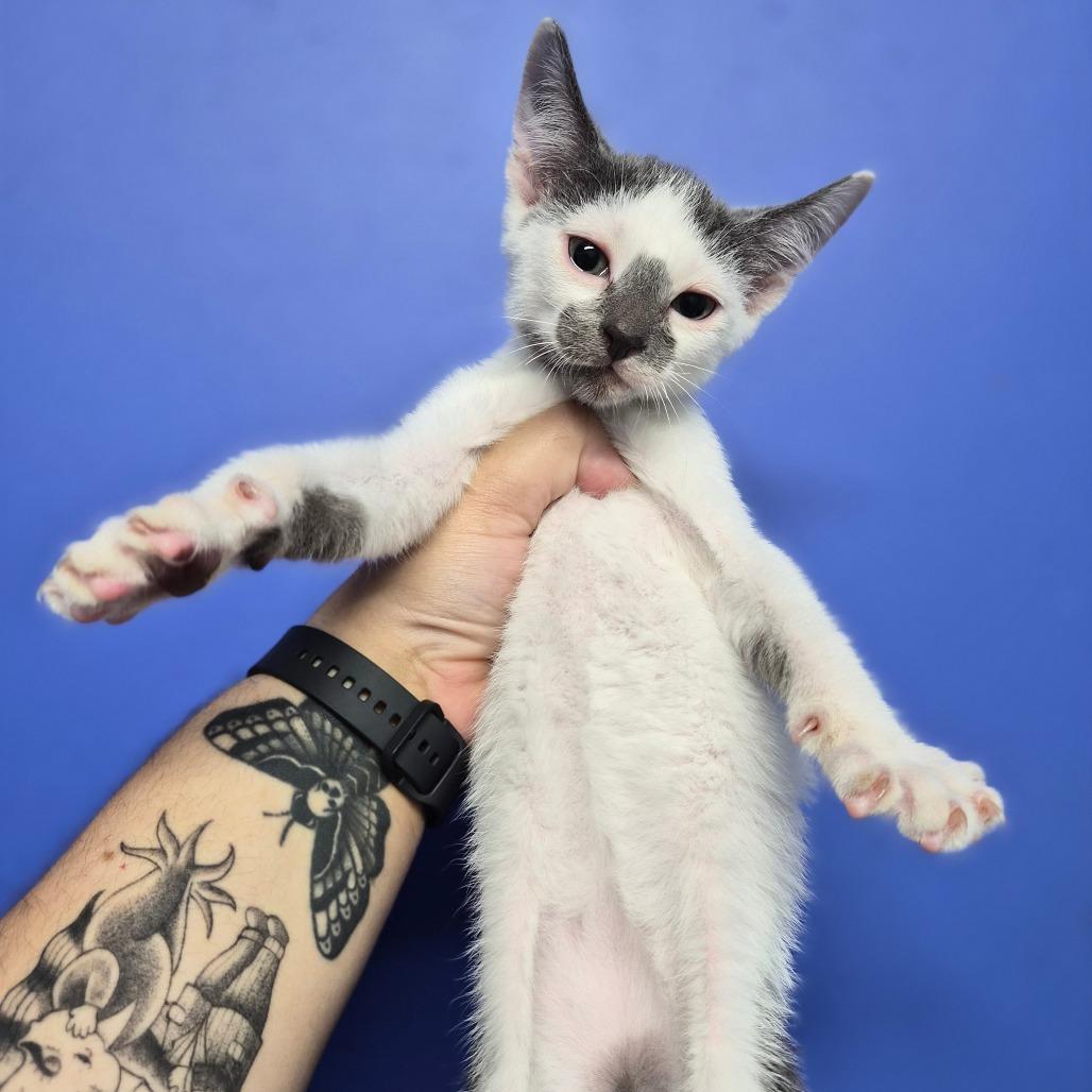 Old Spice, a Adoptable Domestic Short Hair in Wahiawa, HI image 2/2