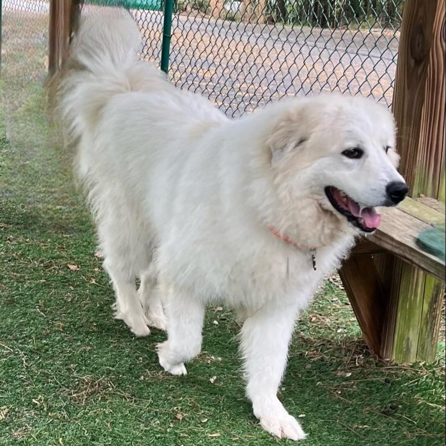 Enlarge Elsa, a Adoptable Great Pyrenees in Atlanta, GA image 2/4