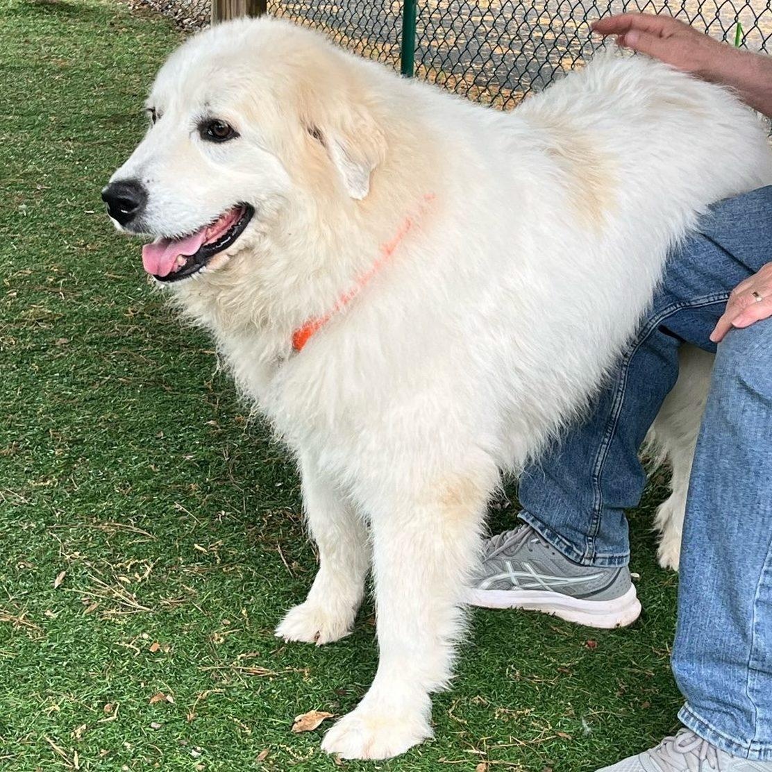 Enlarge Elsa, a Adoptable Great Pyrenees in Atlanta, GA image 4/4