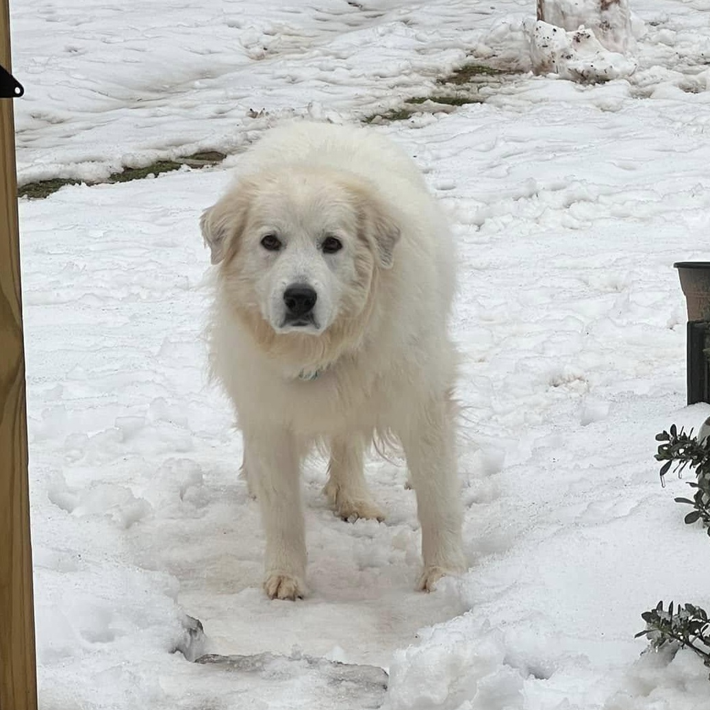 Enlarge Elsa, a Adoptable Great Pyrenees in Atlanta, GA image 3/4