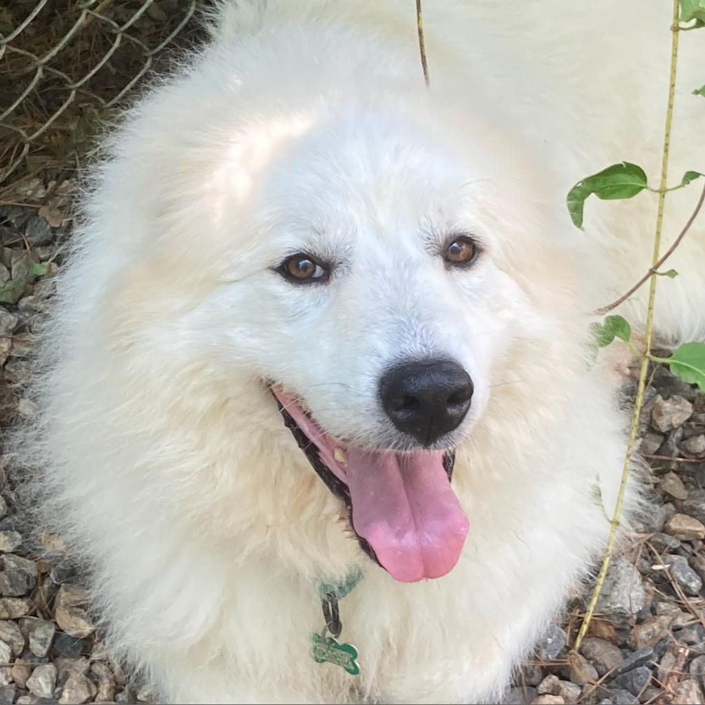 Elsa, Adoptable, Senior Female Great Pyrenees.