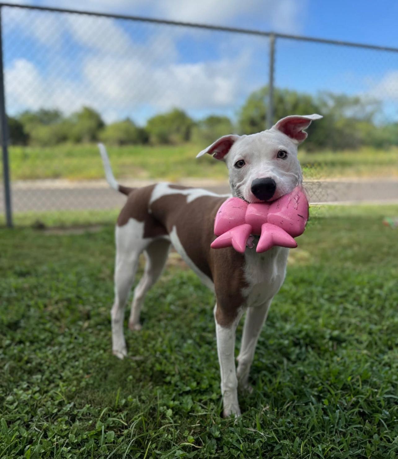 Spirit, Adoptable, Young Female Pit Bull Terrier.
