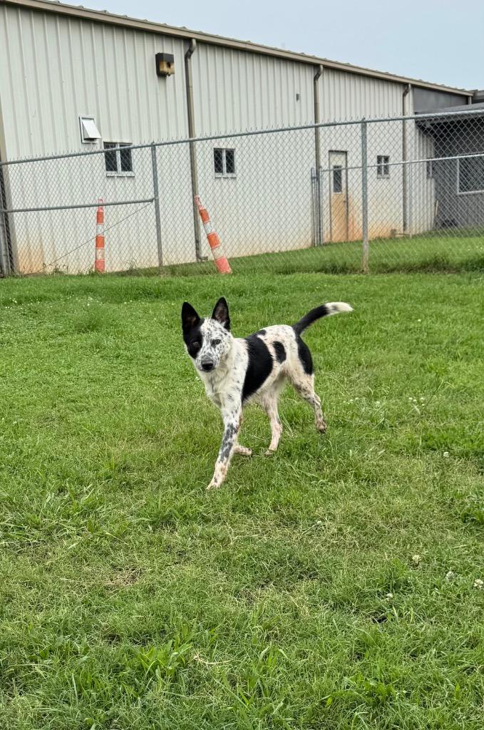Enlarge Logan, a Adoptable mixed breed in Bossier City, LA image 1/4