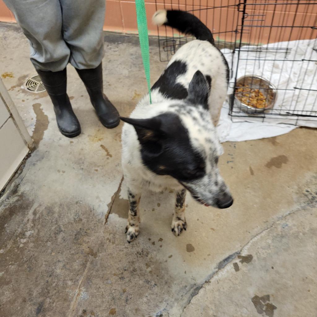 Enlarge Logan, a Adoptable mixed breed in Bossier City, LA image 3/4