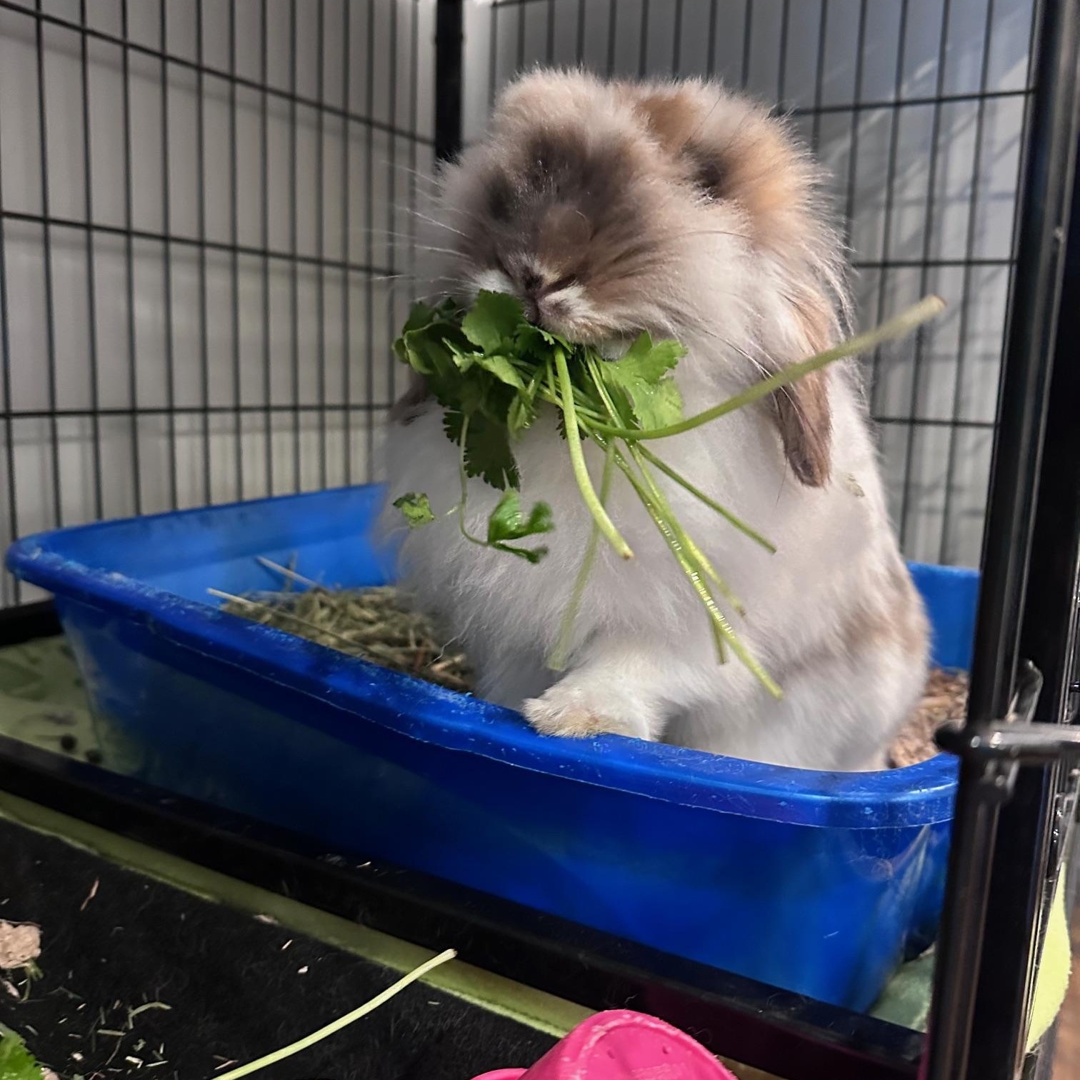 Enlarge Theodora & Wendy, a ADOPTABLE mixed breed in Philadelphia, PA image 3/3