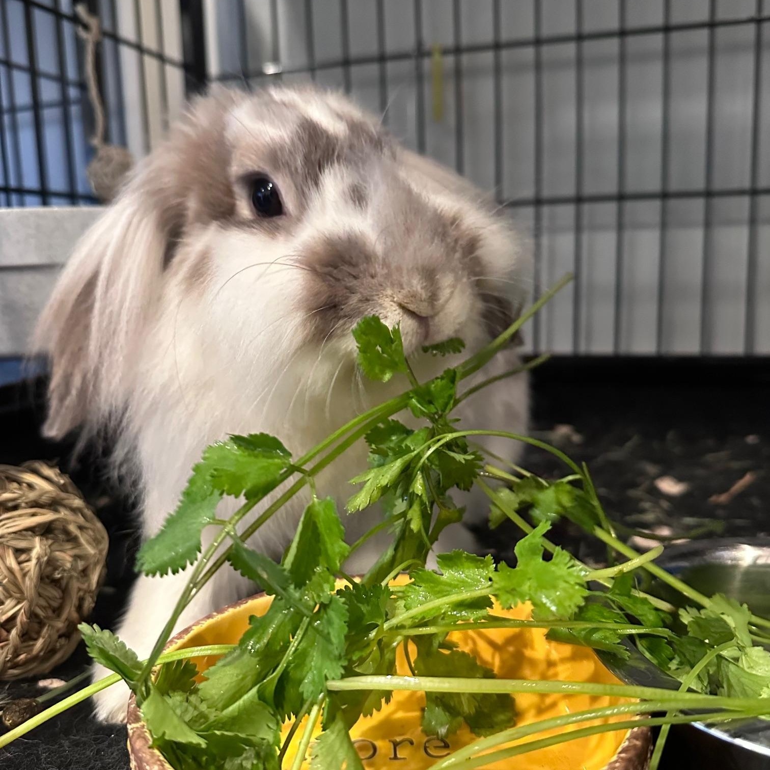 Enlarge Theodora & Wendy, a ADOPTABLE mixed breed in Philadelphia, PA image 2/3