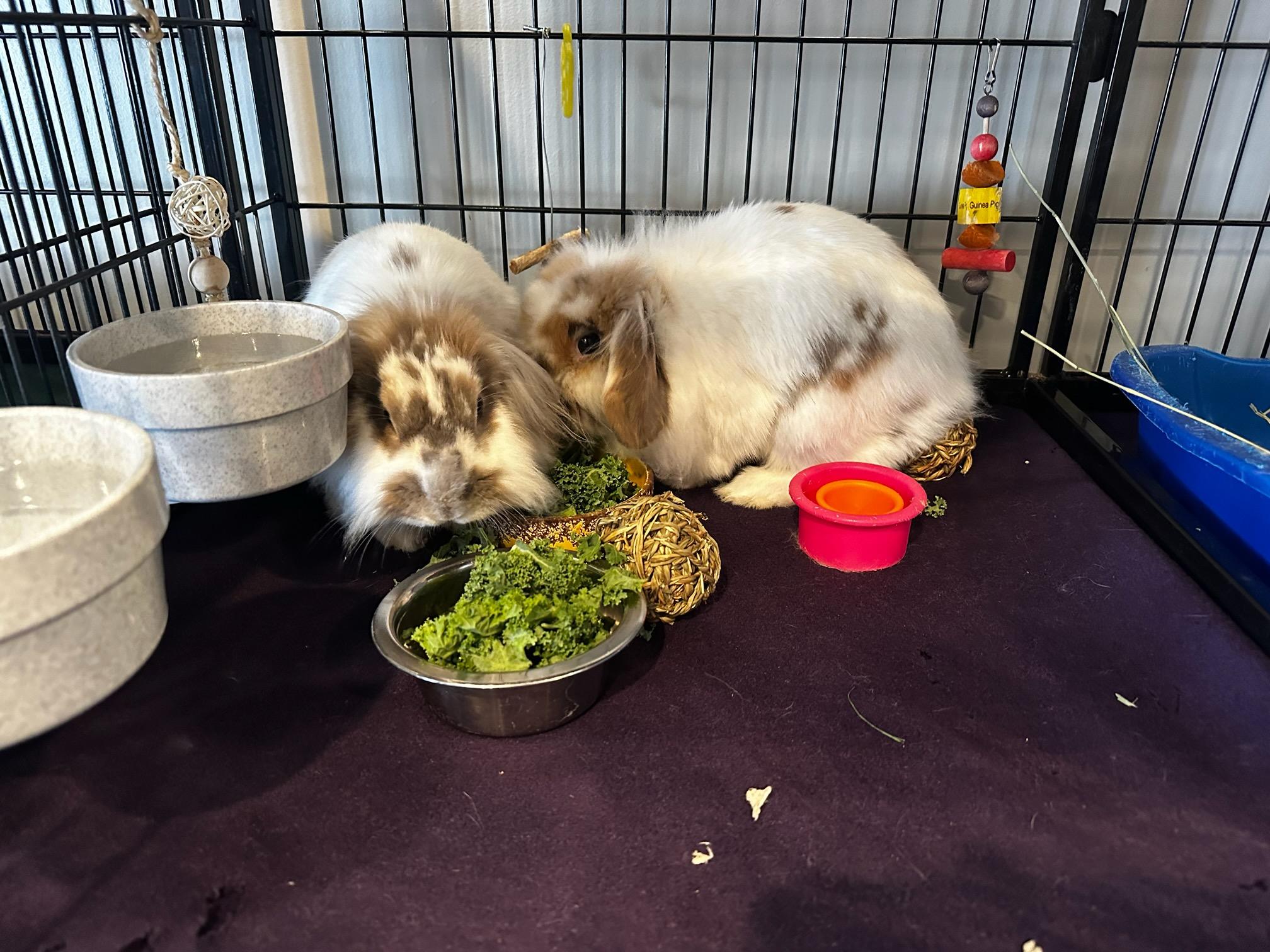 Theodora & Wendy, ADOPTABLE, Young Female Lionhead & Lop Eared.