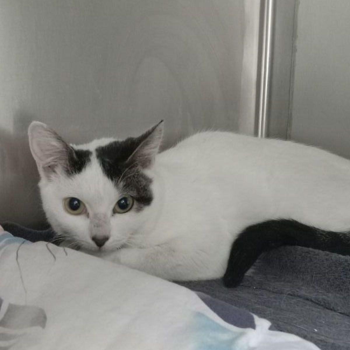 Kelly, Adoptable, Adult Female Domestic Short Hair.