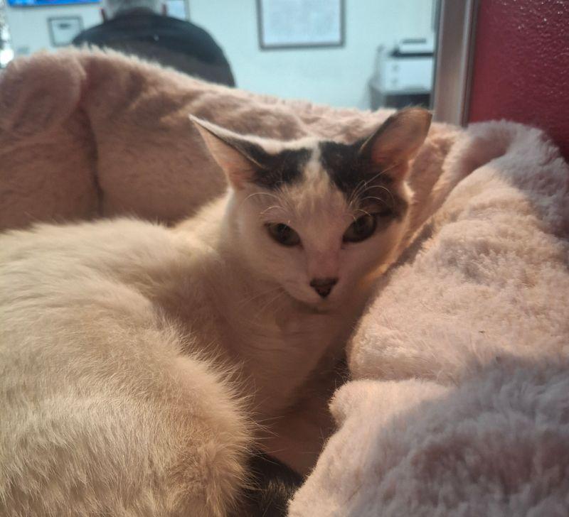 Enlarge Kelly, a Adoptable Domestic Short Hair in Lake Havasu City, AZ image 2/2