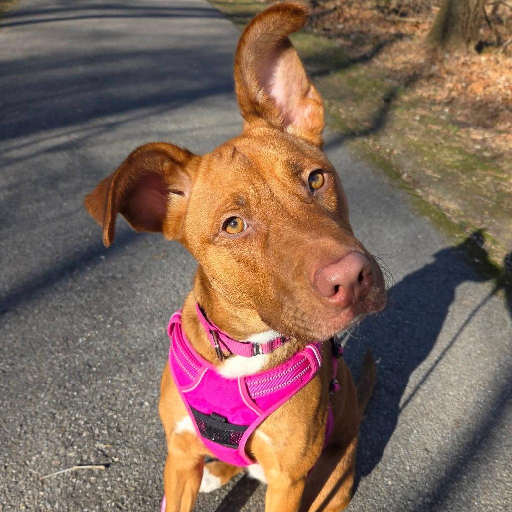 Enlarge Anemone, a Adoptable Mixed Breed in Cape Girardeau, MO image 3/3