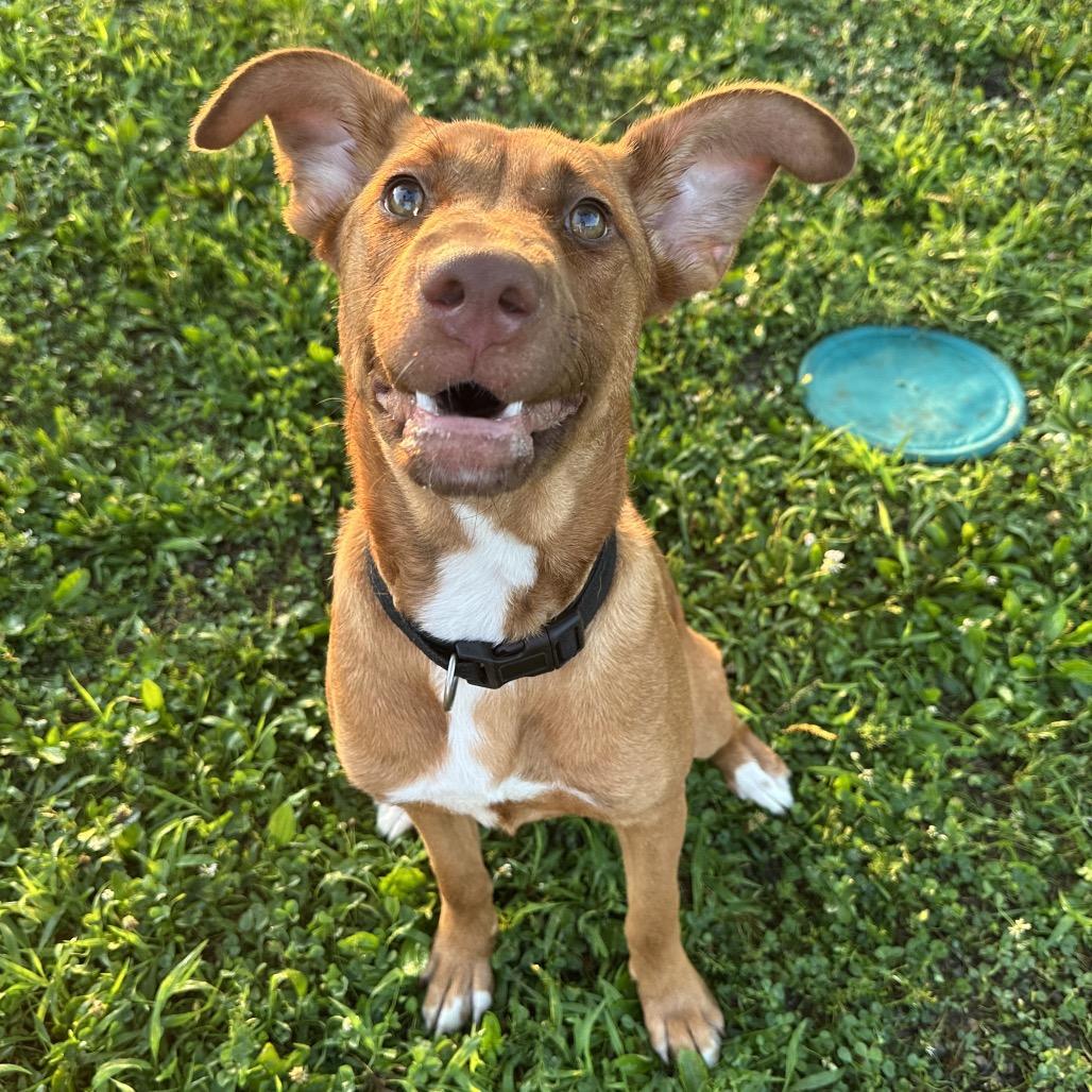 Anemone, Adoptable, Young Female Mixed Breed.