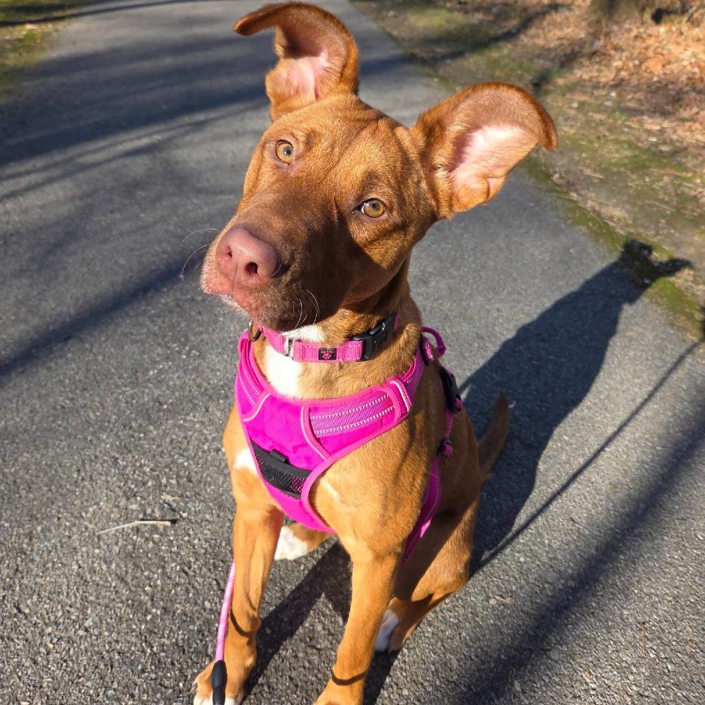 Anemone, Adoptable, Young Female Mixed Breed.