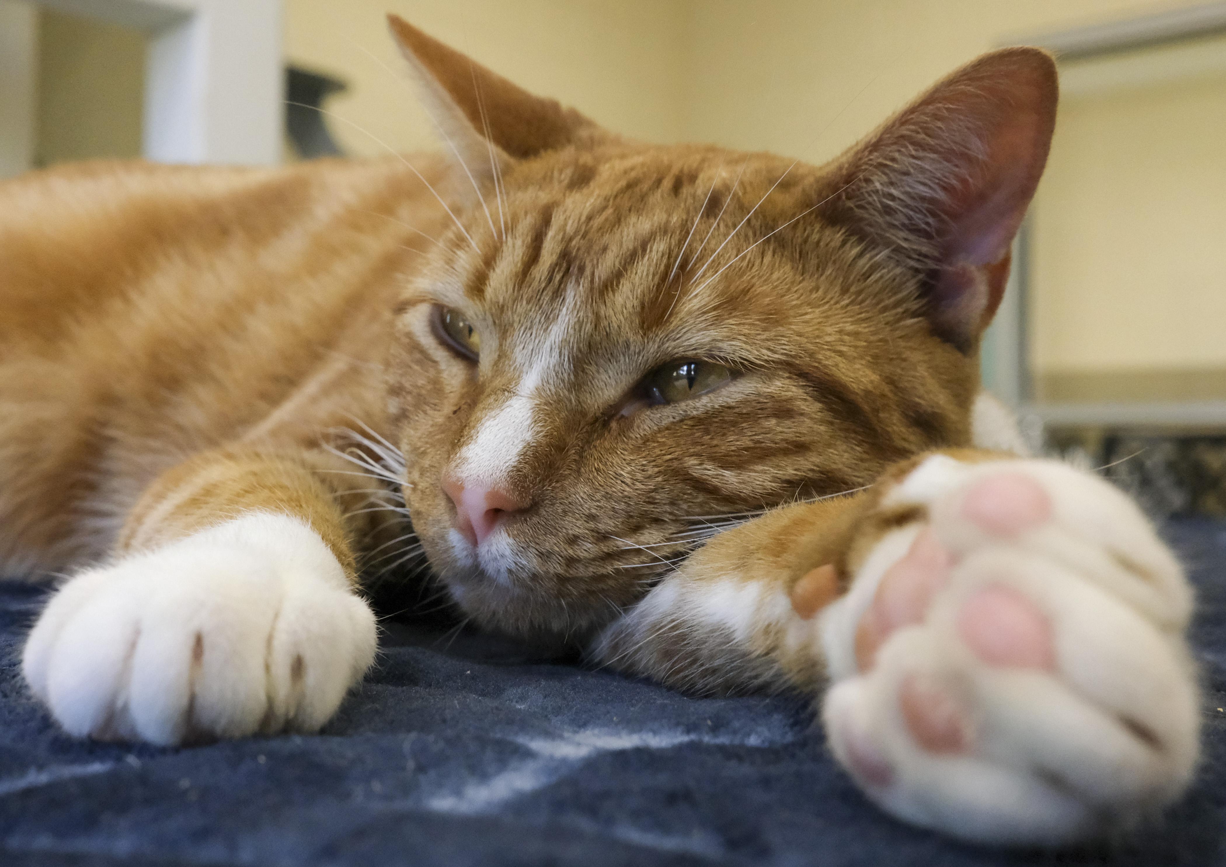 Momma Jean, Adoptable, Adult Female Domestic Short Hair.