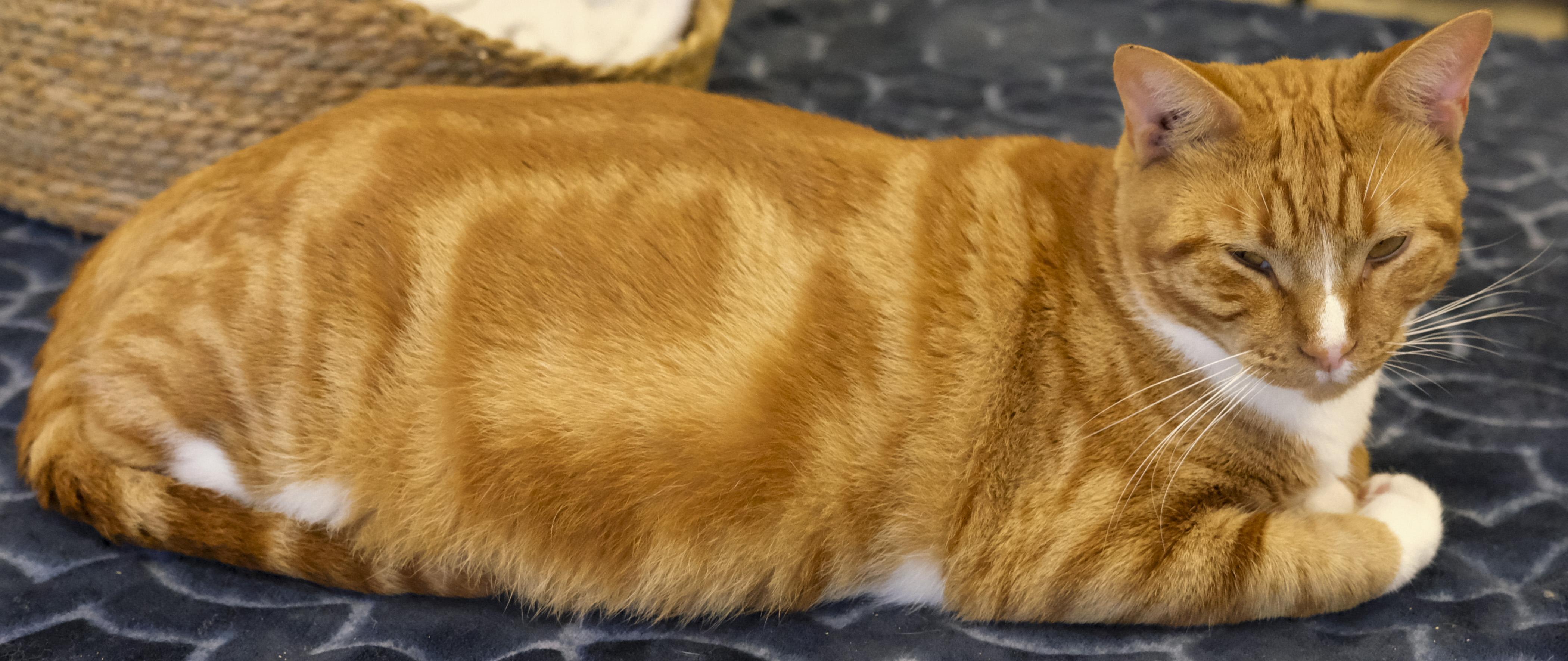 Enlarge Momma Jean, a Adoptable Domestic Short Hair in Harvey , LA image 2/2