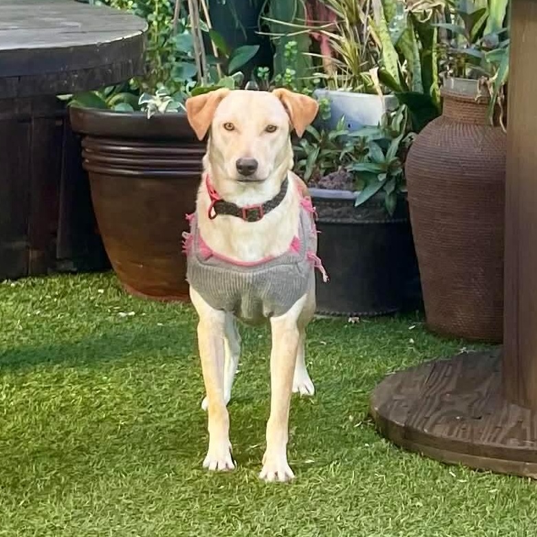 Enlarge Honey, a ADOPTABLE mixed breed in San Diego, CA image 4/4