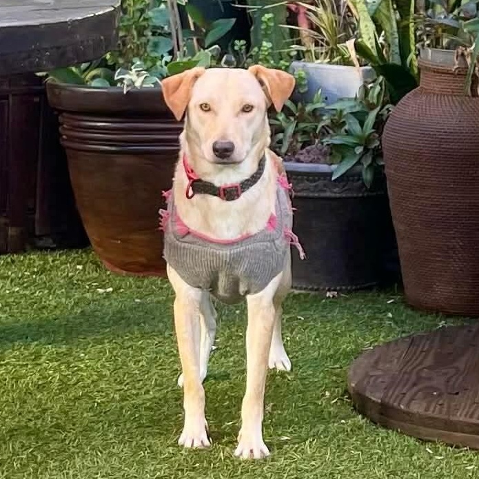 Enlarge Honey, a ADOPTABLE mixed breed in San Diego, CA image 2/4