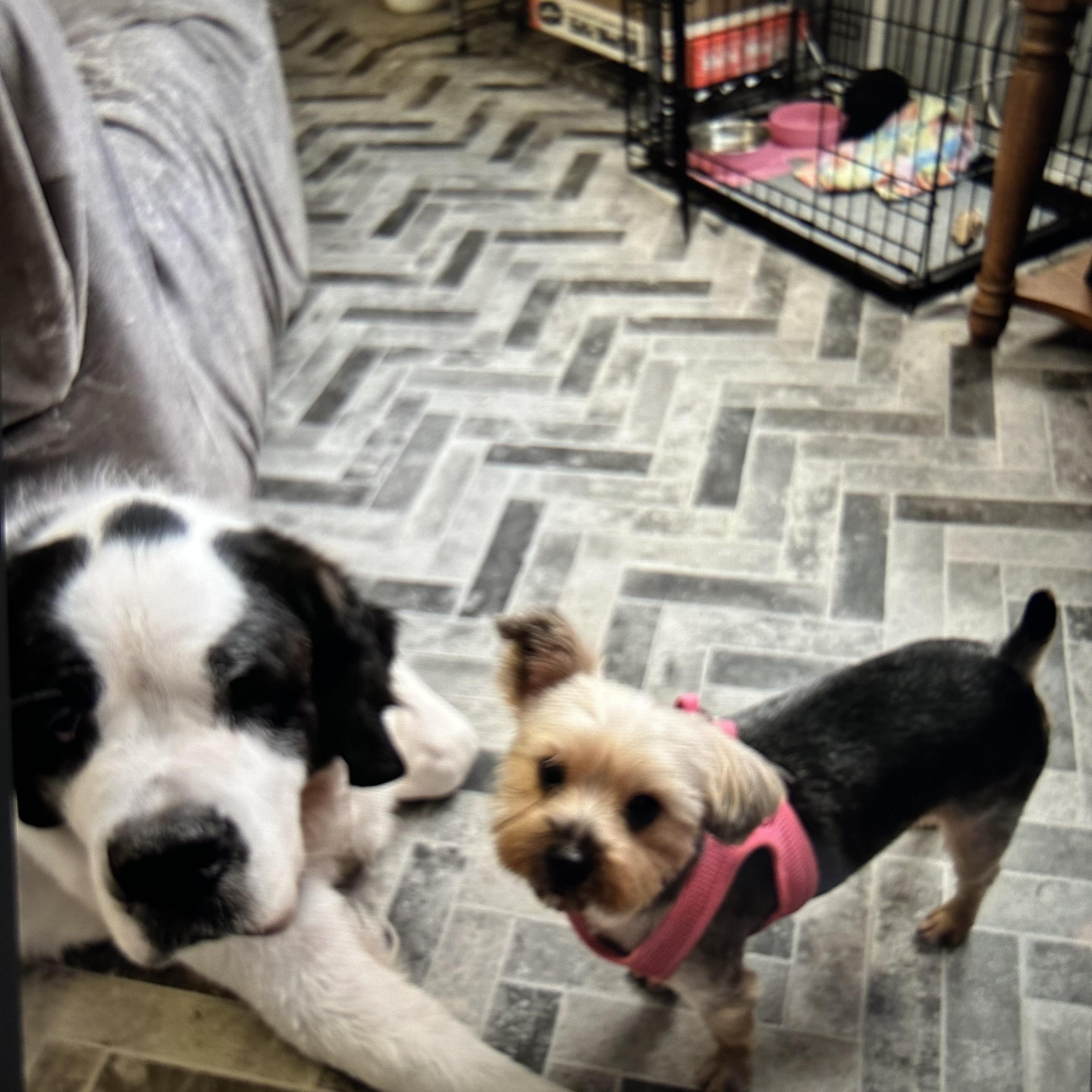 Enlarge Oneida Panda-demic- * Courtesy Post, a Adopted Saint Bernard in Magnolia, TX image 1/4