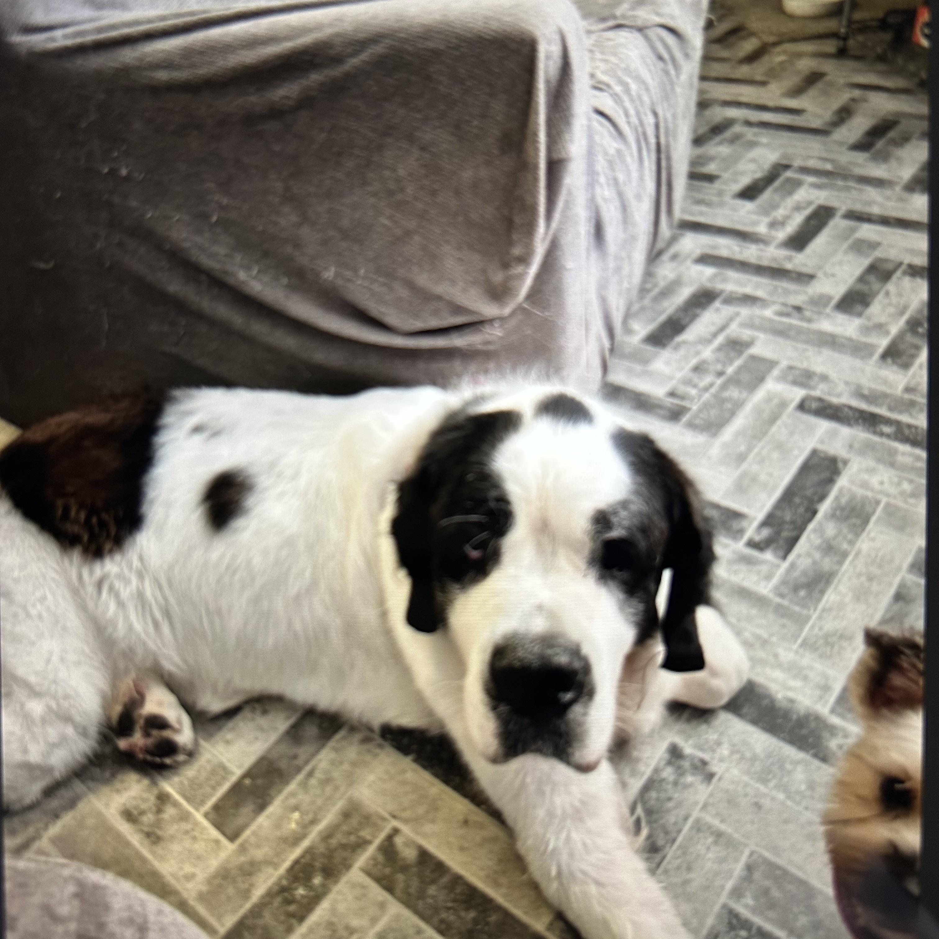 Enlarge Oneida Panda-demic- * Courtesy Post, a Adopted Saint Bernard in Magnolia, TX image 3/4