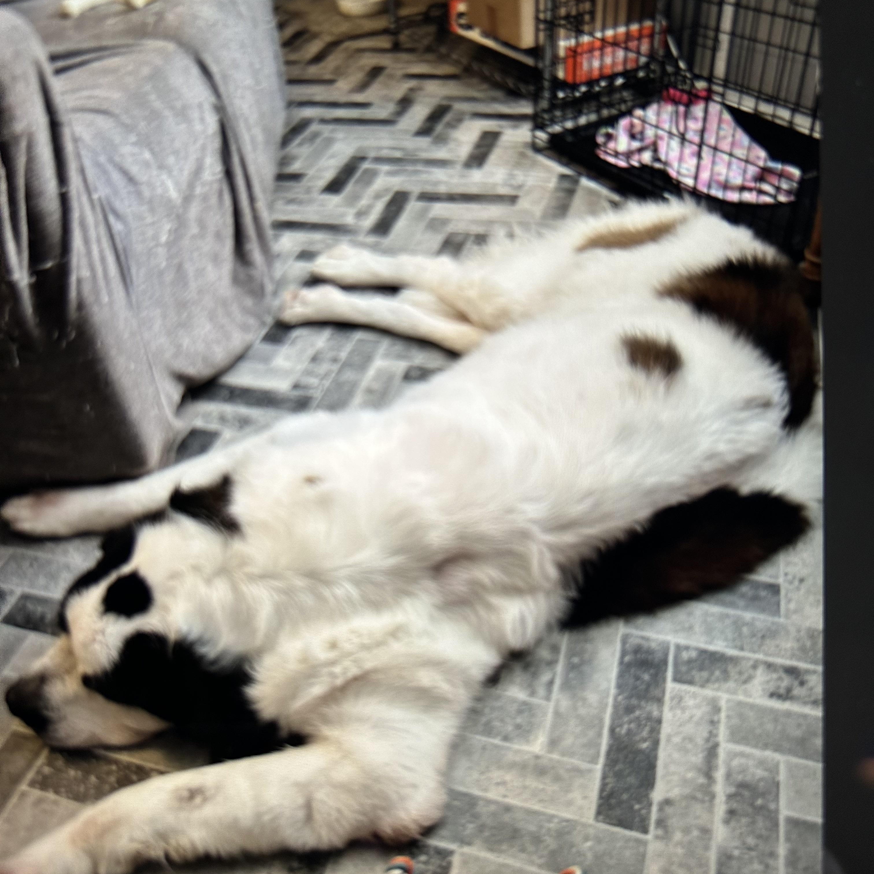 Enlarge Oneida Panda-demic- * Courtesy Post, a Adopted Saint Bernard in Magnolia, TX image 4/4