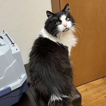 Enlarge Skipper, a Adoptable mixed breed in Ellensburg, WA image 4/6