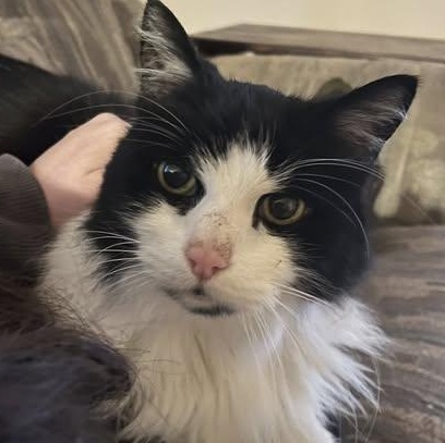Skipper, Adoptable, Senior Male Domestic Long Hair.