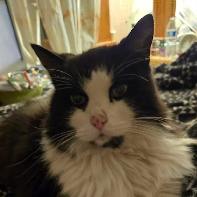 Enlarge Skipper, a Adoptable mixed breed in Ellensburg, WA image 3/6