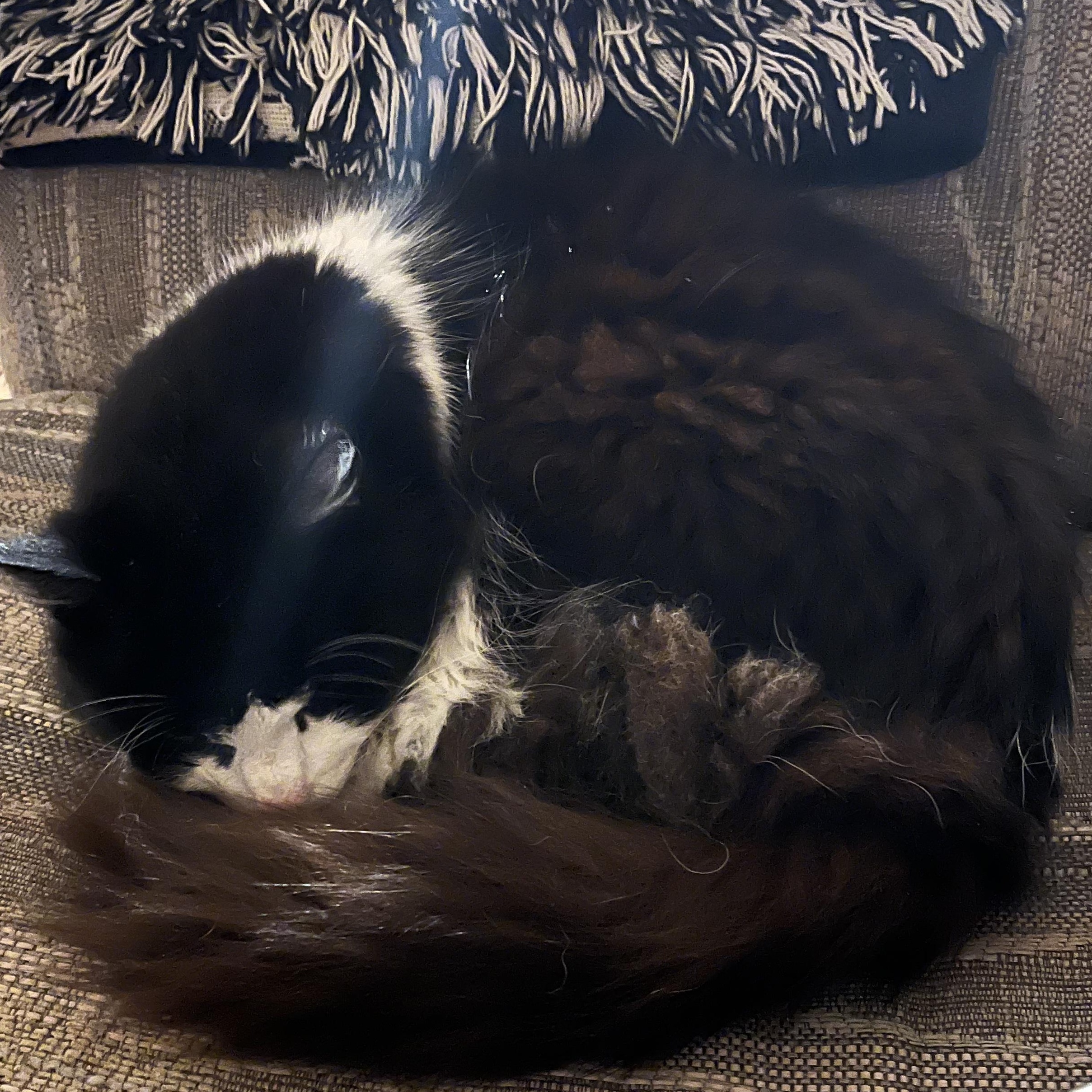 Skipper — thumbnail 5