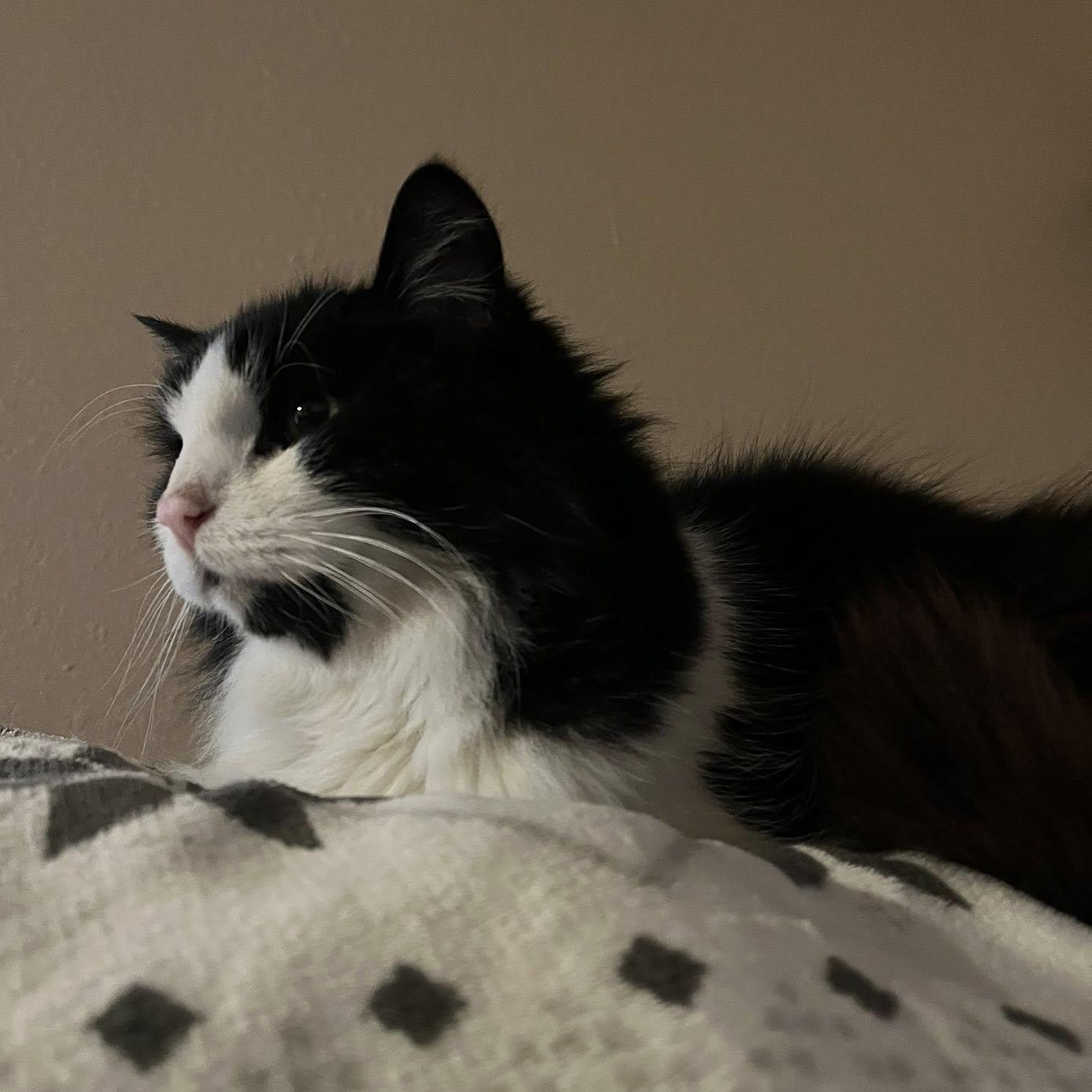 Enlarge Skipper, a Adoptable mixed breed in Ellensburg, WA image 2/6