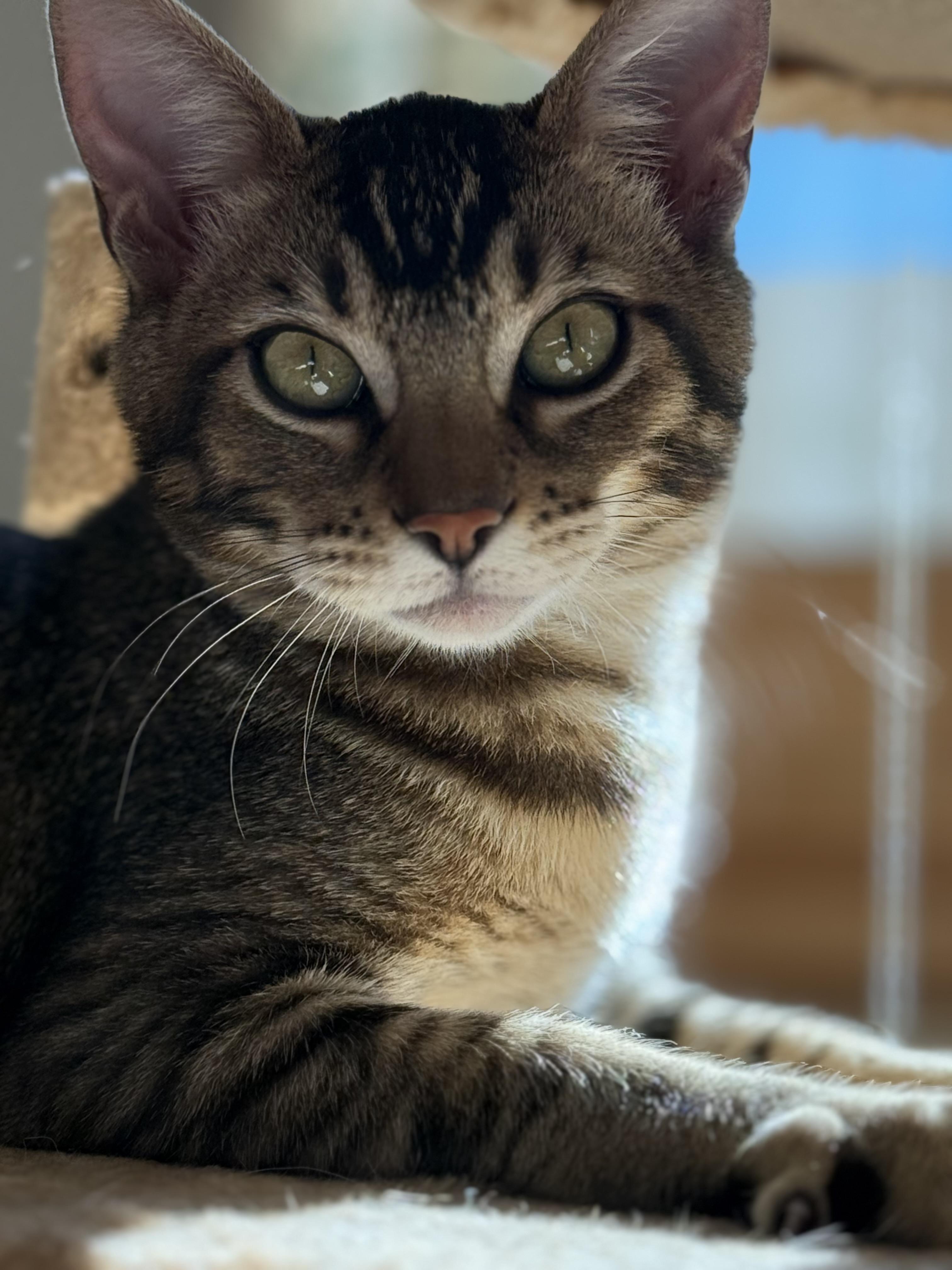 Enlarge Calico Jack, a ADOPTABLE Domestic Short Hair in Los Angeles, CA image 1/1