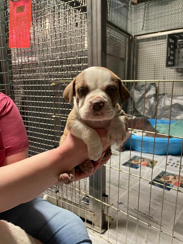 Enlarge Banjo, a Adoptable Affenpinscher in Peru, NY image 3/3