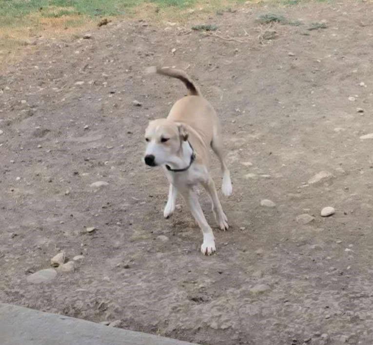 Enlarge Henry, a Adoptable mixed breed in San Antonio, TX image 1/1