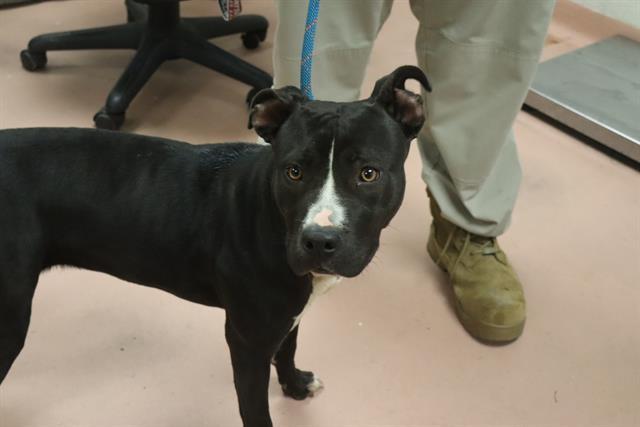 Enlarge MAPPY, a Adoptable Mixed Breed in Columbia, SC image 1/1