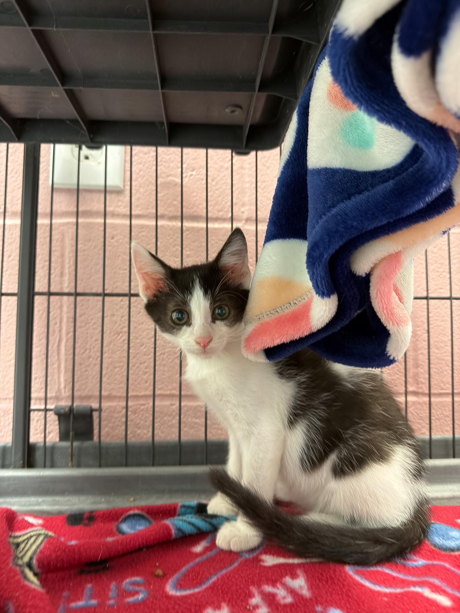 Sean, Adoptable, Kitten Male Domestic Short Hair.