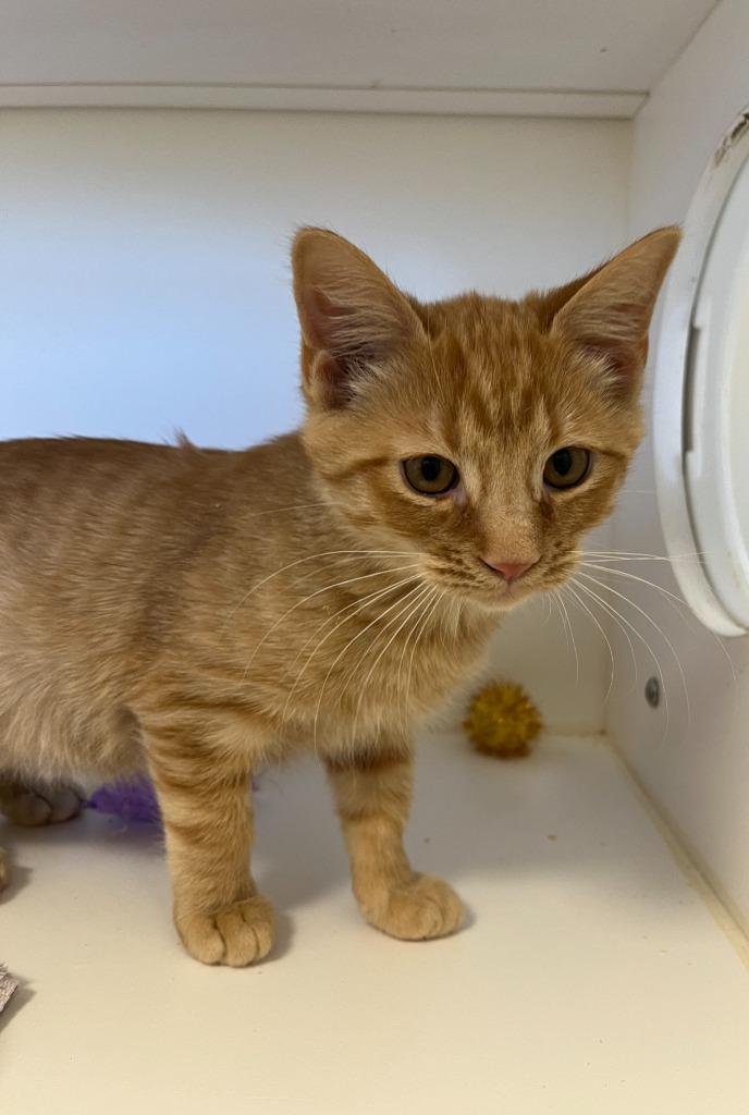 Mickey Mouse, a Adoptable mixed breed in Greenfield, IN image 1/2