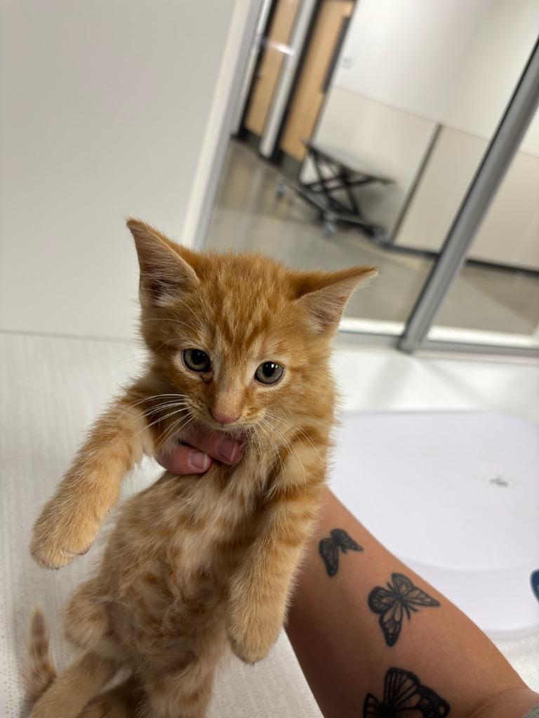 Mickey Mouse, a Adoptable mixed breed in Greenfield, IN image 2/2