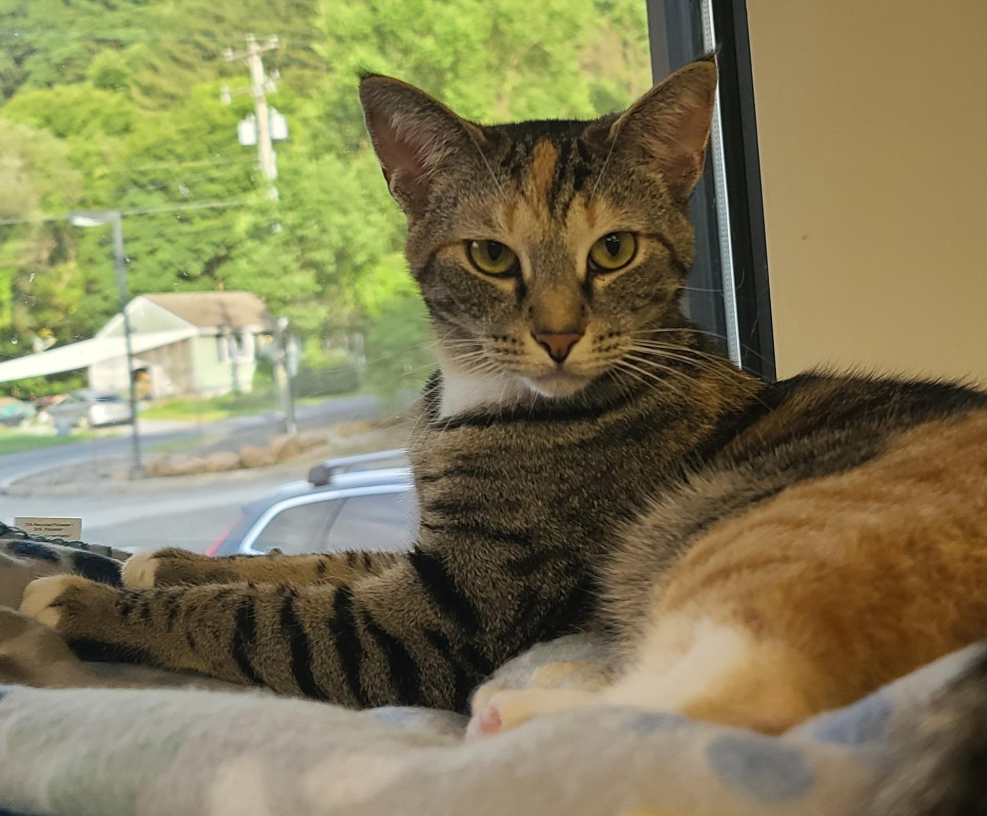 Enlarge Audrey, a ADOPTABLE Domestic Short Hair in Temple, PA image 4/4