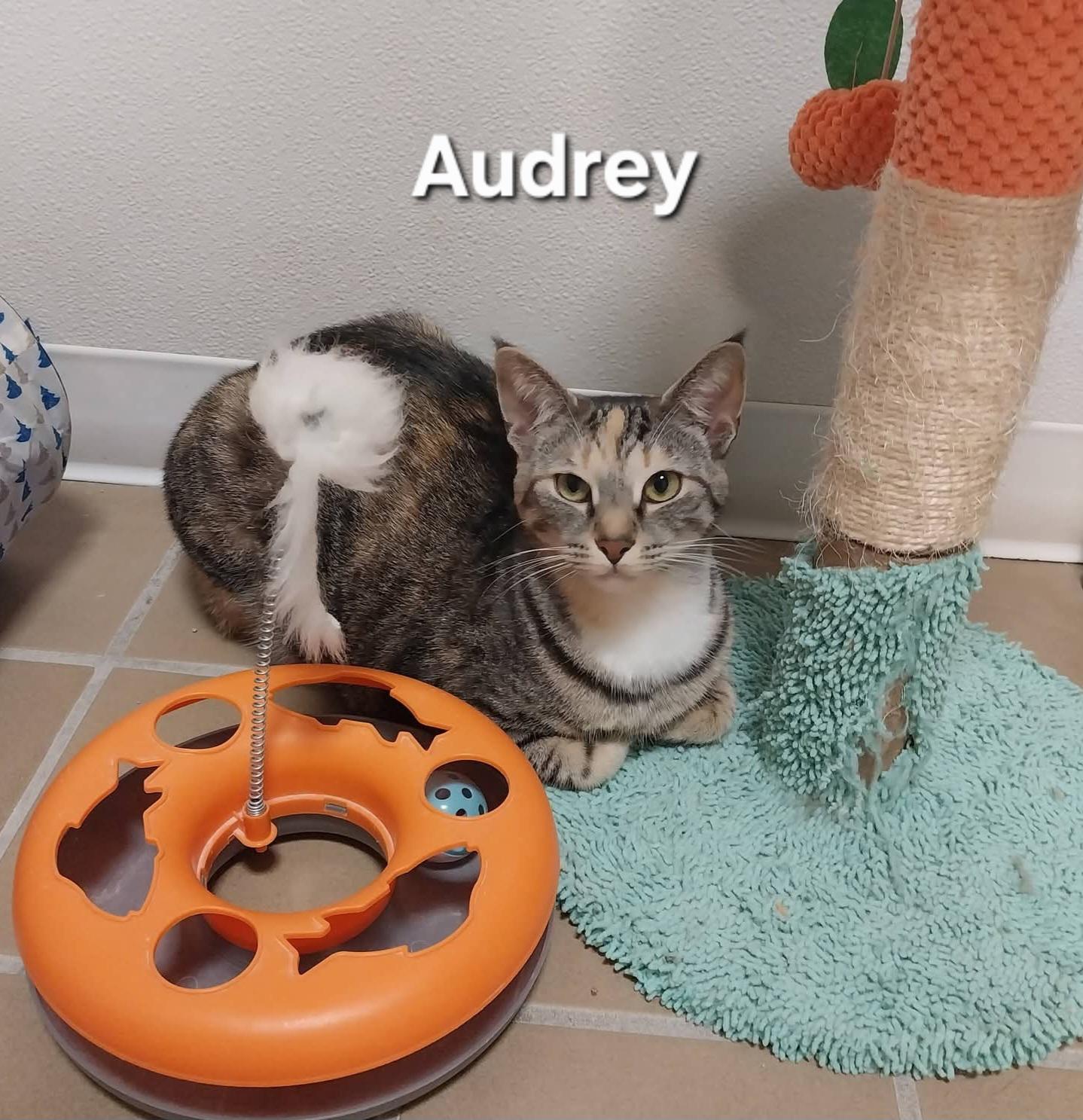 Enlarge Audrey, a ADOPTABLE Domestic Short Hair in Temple, PA image 1/2