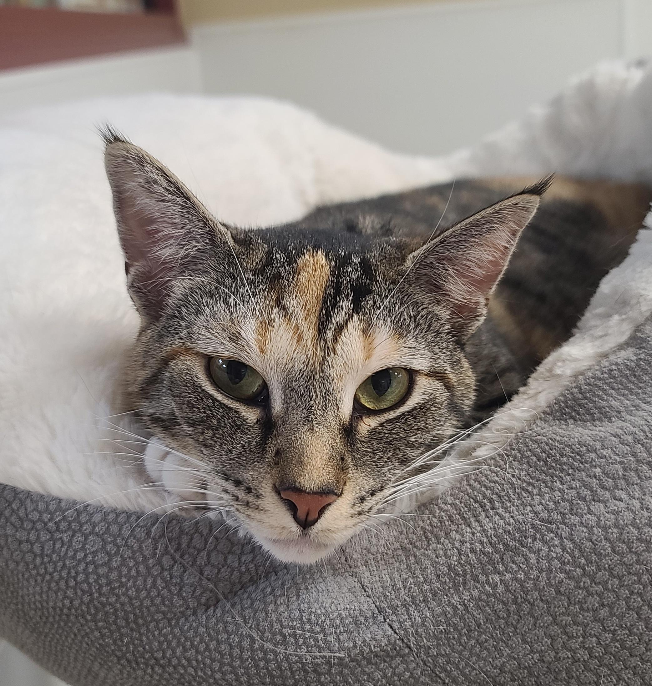 Enlarge Audrey, a ADOPTABLE Domestic Short Hair in Temple, PA image 1/4