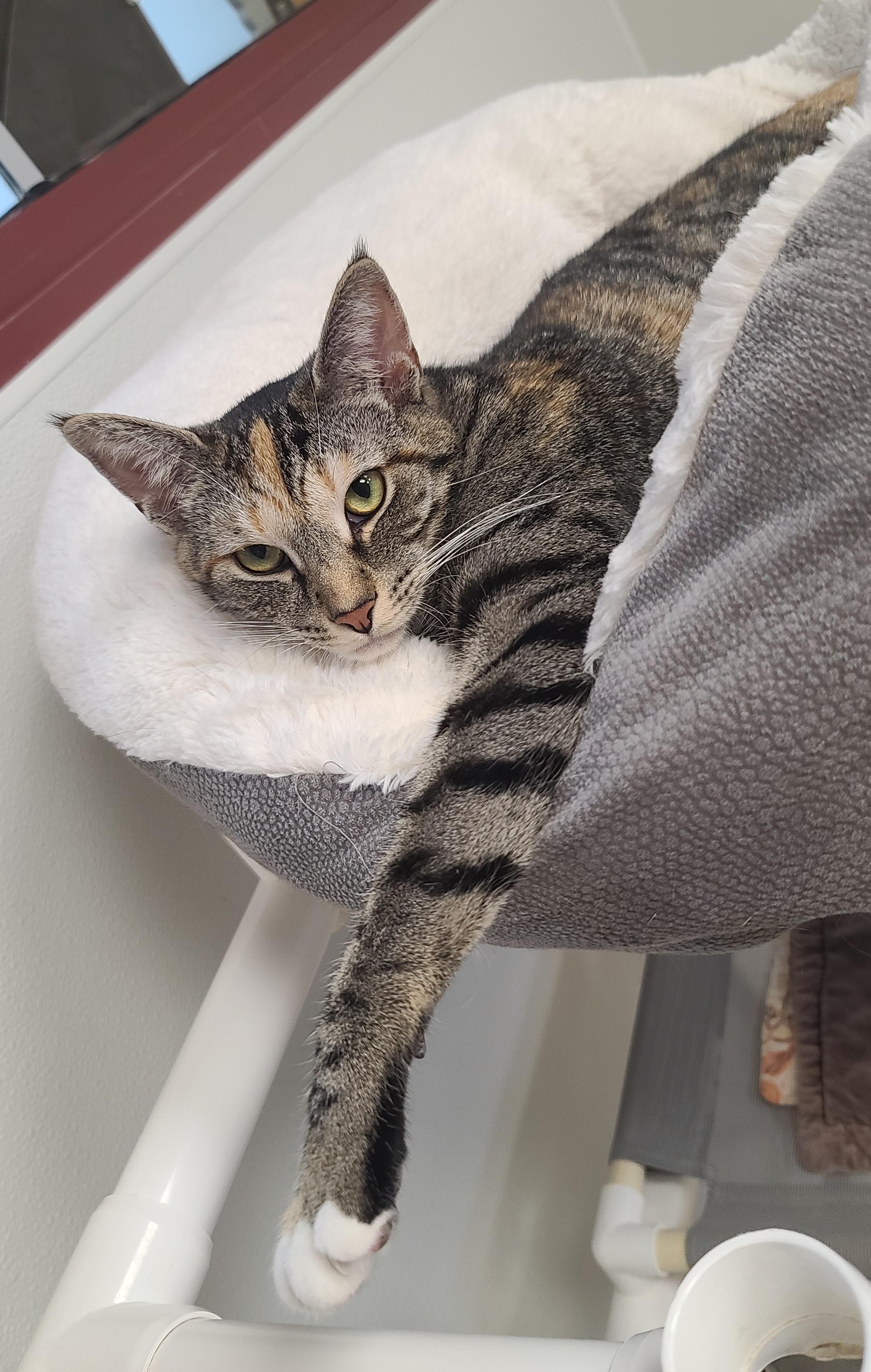 Enlarge Audrey, a ADOPTABLE Domestic Short Hair in Temple, PA image 3/4