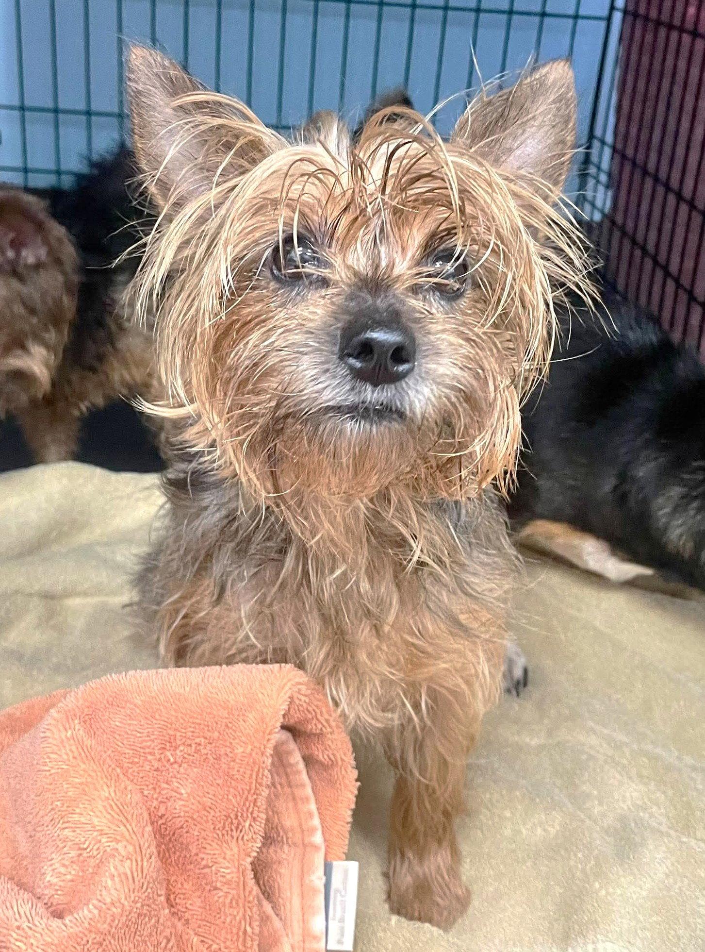 San Marcos Bella TX, a Adoptable Yorkshire Terrier in Boonton, NJ image 1/2