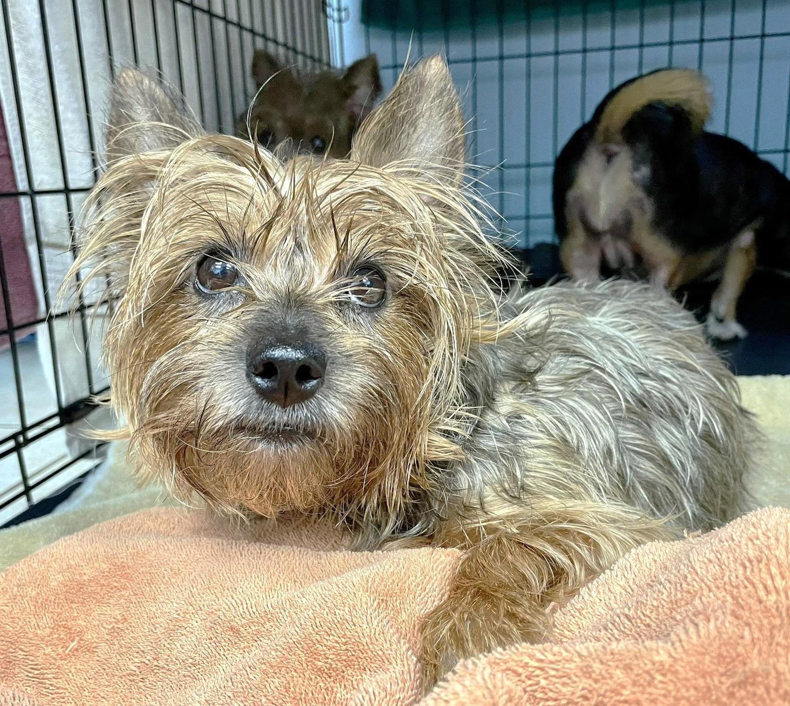 San Marcos Bella TX, a Adoptable Yorkshire Terrier in Boonton, NJ image 2/2