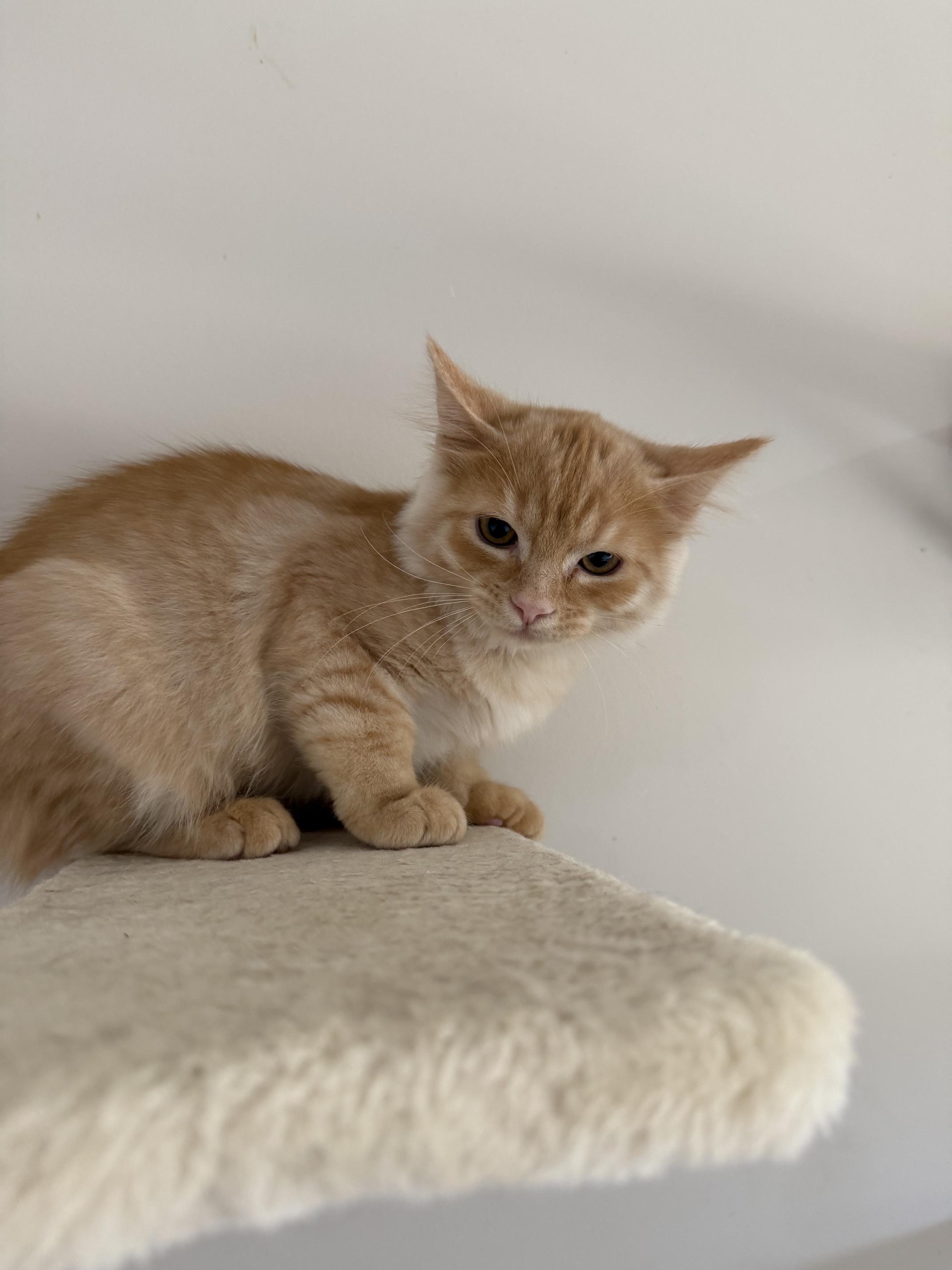 Enlarge Happy, a ADOPTABLE Domestic Medium Hair in Courtenay, BC image 1/1