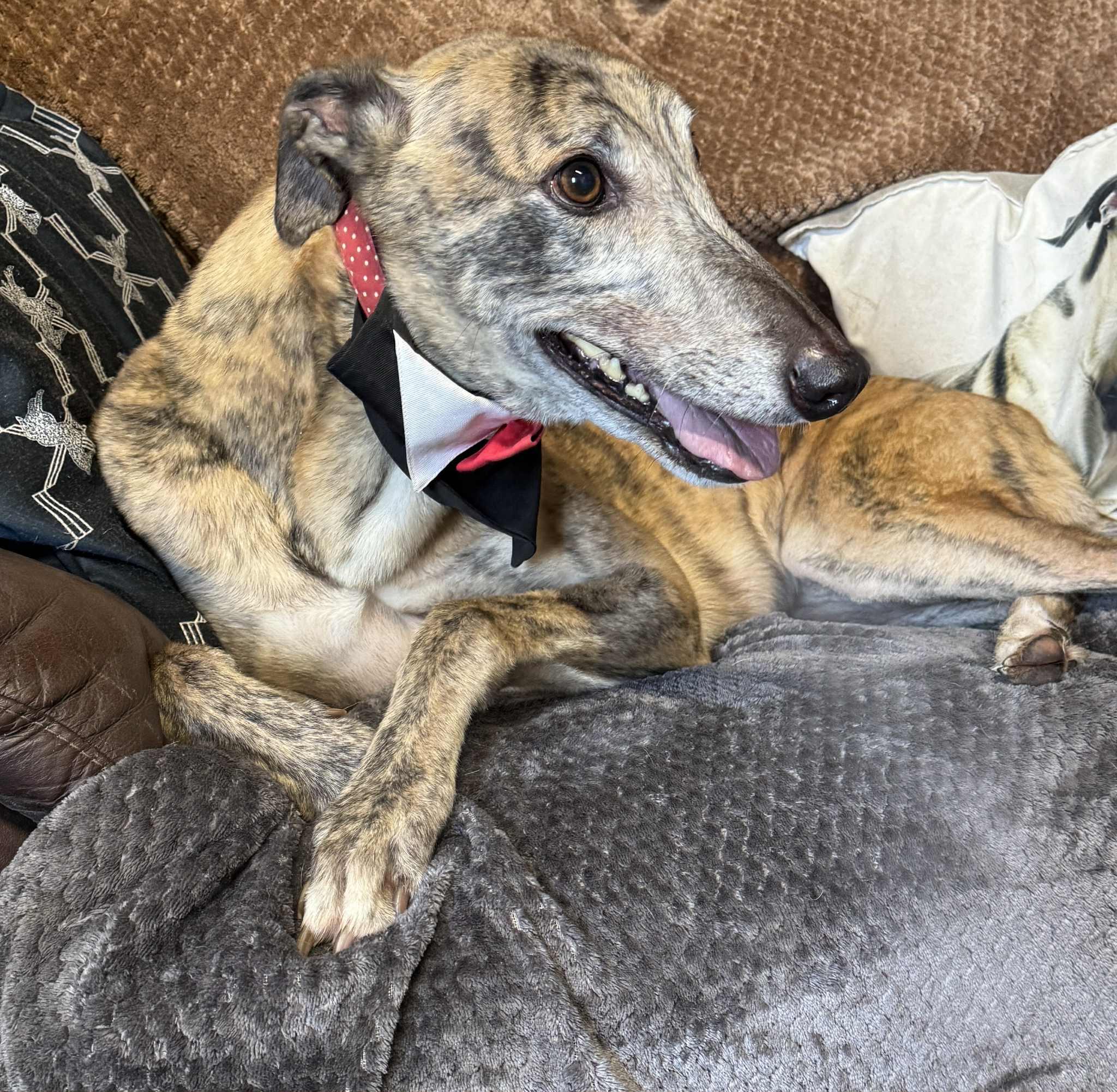 Enlarge Paudy (Mustang Firmino), a ADOPTABLE Greyhound in North Port, FL image 2/2