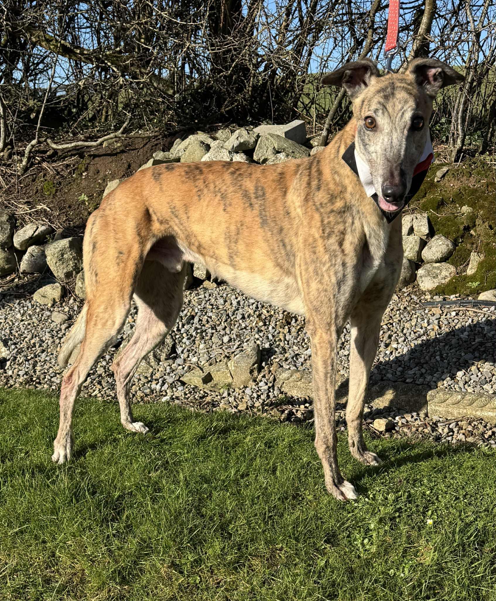Paudy (Mustang Firmino), ADOPTABLE, Senior Male Greyhound.