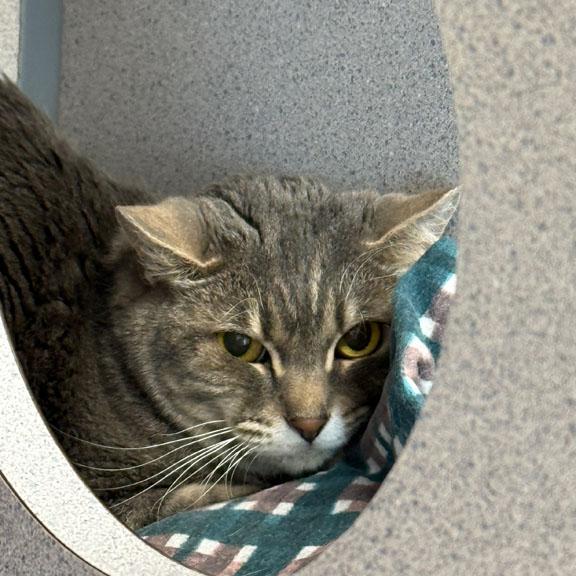 Gracy, ADOPTABLE, Adult Female Domestic Short Hair.