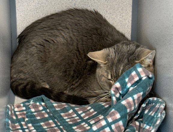 Gracy, a ADOPTABLE Domestic Short Hair in Gardnerville, NV image 2/2